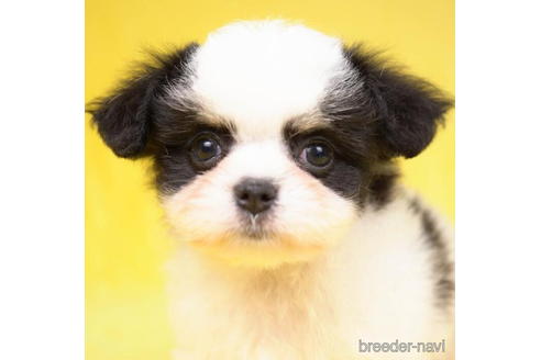 成約済の東京都のミックス犬-188136の1枚目